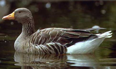 более 40 современных пород домашних гусей, вероятно, выведены на основе дикого серого гуся.